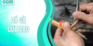 Đá Gà Cựa Dao - Huyền Thoại Sàn Đấu Cực Kỳ Gay Cấn