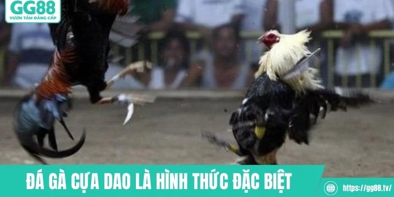 Đá gà cựa dao là hình thức thi đấu đặc biệt