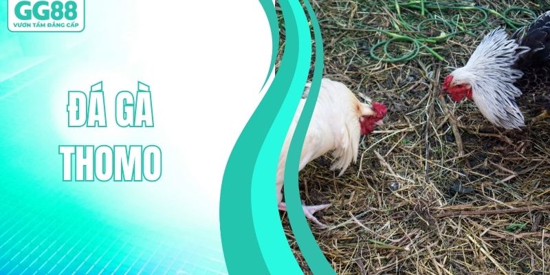Đá Gà Thomo - Sức Hút Từ Trường Đấu Chọi Kê Đỉnh Cao