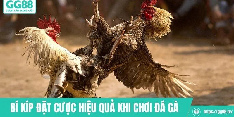 Những bí kíp đặt cược hiệu quả khi chơi đá gà